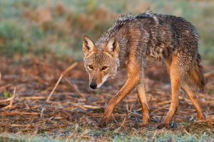 Dallas-plan-coyotes-humanos