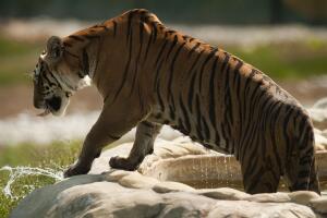 Hacienda Nápoles Pablo Escobar