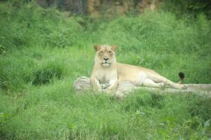 zoologicosanantonio.jpg