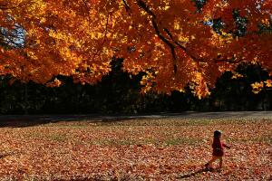 Los últimos rastros del otoño en NYC