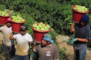 U.S. - Mexican Tomato Trade War Averted