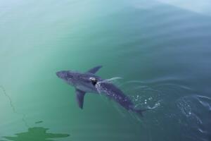 Tiburones /Tiburón.jpg