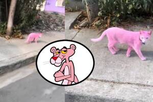 Gato pintado de rosa caua controversia en redes sociales.