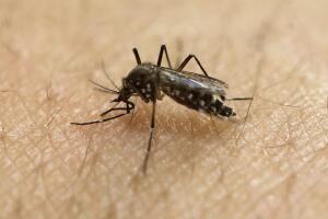 Mosquito transmisor del Zica