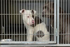 Dos perros pit bull atacaron mortalmente a su dueño en su propia casa en Galveston