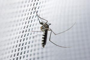 horario-mosquito-dengue.jpg