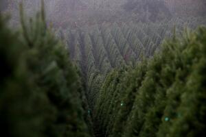 Árboles de navidad 2017