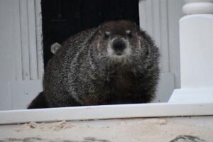 Quién es el General “Beau” Lee, la marmota de Georgia que predice el fin del invierno