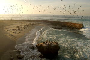Playa Children's Pool Beach en La Jolla, en California