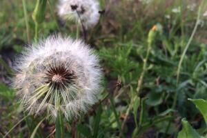 Flores silvestres de Texas