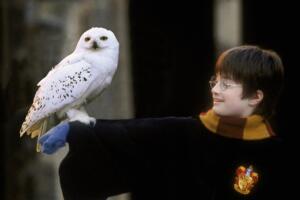 harry-potter-hedwig.jpg