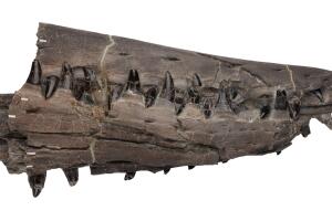 Tylosaurus rex Texas