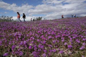 Desert Super Bloom