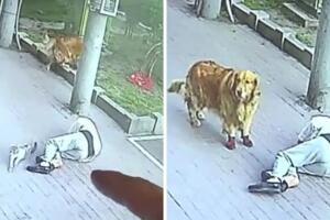 perro_gato_accidente.jpg