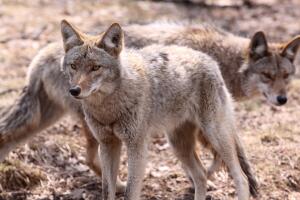 Coyotes son sacrificados tras morder a una persona en Scottsdale