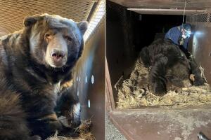 Encuentra oso viviendo en el sótano de su casa dañada por el incendio Eaton en Altadena