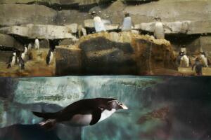 APTOPIX Nesting Penguins