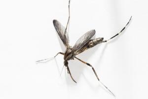 Dead Mosquito