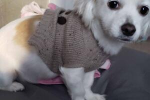 GALERIA PERROS/Ana Cristina Zavala.jpg