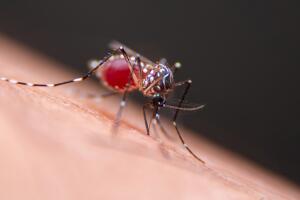 Emiten aviso de salud por el virus del dengue, te decimos cuáles son los síntomas