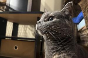Therapy Cats Ohio