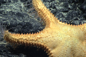 close_up_estrella_de_mar.jpg