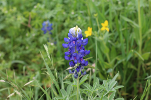 SMU BLUEBONNET.png