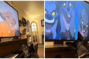 Perrito llora viendo 'El Rey León'