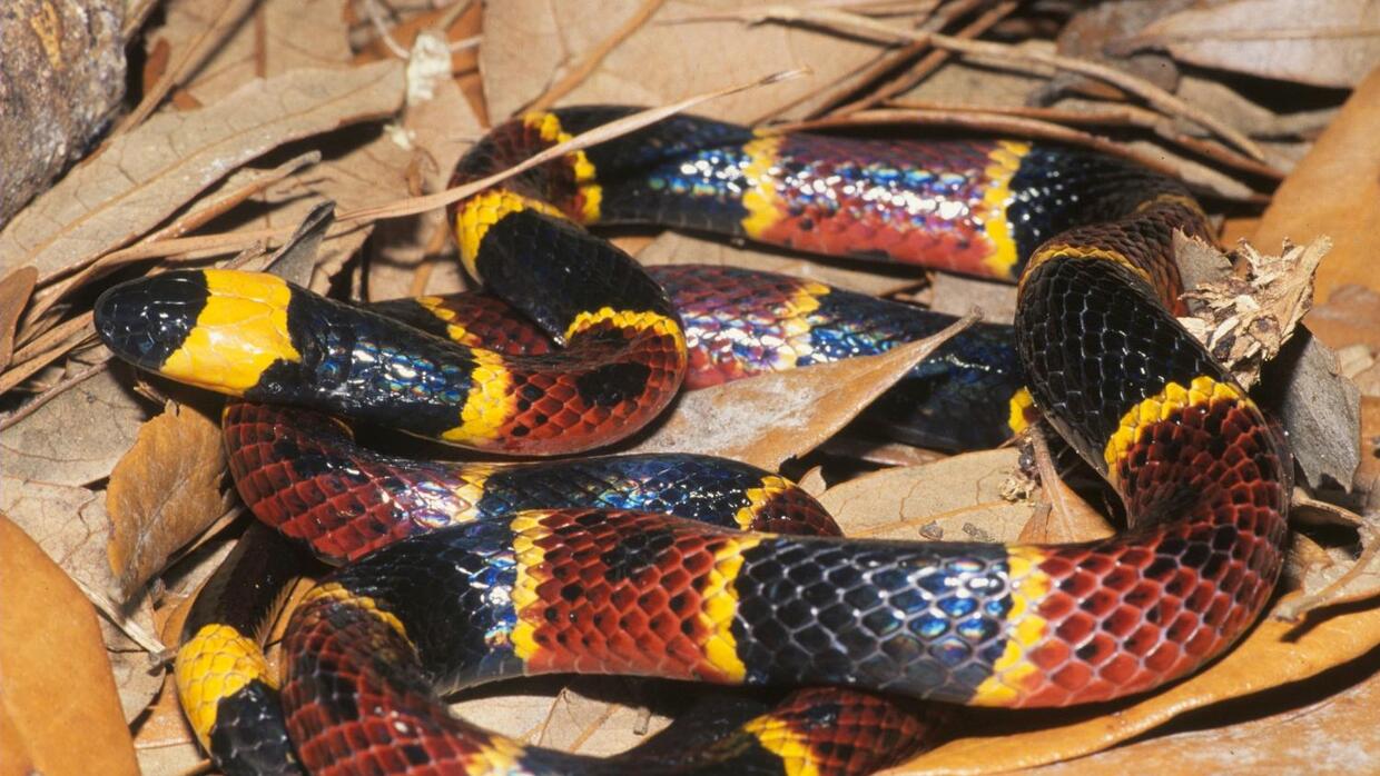 Encuentran Gran Cantidad De Serpientes En Vecindario De Carolina Del Norte Encuentran Gran Cantidad De Serpientes En Vecindario De Carolina Del Norte