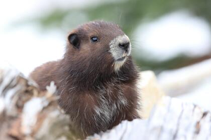 <b>Marmota de la Isla de Vancouver.- </b>Este simpático roedor es endémico de Canadá y es fácil de diferenciar de las otras marmotas por su largo y espeso pelaje de color marrón oscuro, salpicado de manchas blancas. Vive en pequeñas colonias en las laderas de las montañas de la isla, teniendo sus madrigueras casi siempre orientadas hacia el sur, donde pasa cerca de 8 meses al año hibernando en su interior. Esta especie se encuentra en peligro de extinción debido a la actividad humana en su hábitat que le ha recortado sus recursos para la supervivencia.
<br>