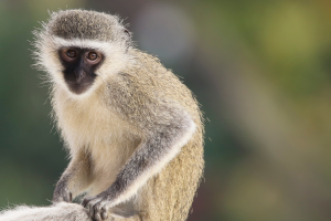 mono muerde niño San Antonio
