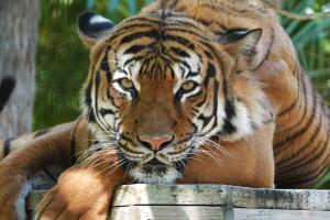 Zoo Eko tigre.jpg