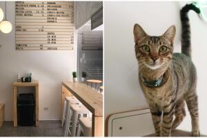 Gatcha: primeiro cat café de São Paulo
