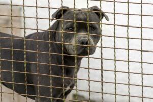 ataque perro a niño de 5 años en Dallas