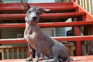 ¡Feliz día del perro!