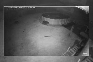 Oso en Delaware County, PA 