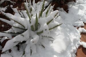 Sedona, un pequeño pueblo al norte de Arizona que se viste de blanco