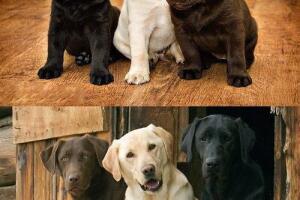 antes-y-despues-mascotas.jpg