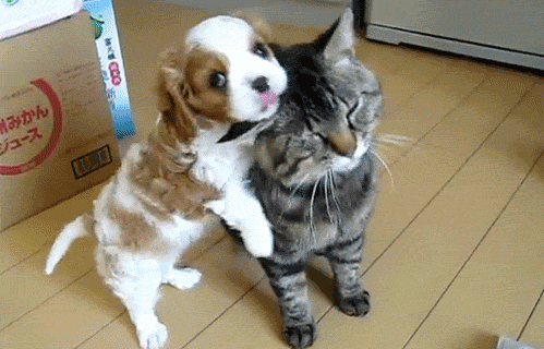 Perros y gatos que se dejan querer en estos GIFs animados ...