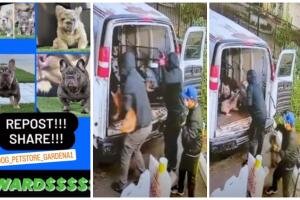 Ladrones 12 perros french bulldog 100,000 dólares Gardena 