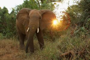 Elefante