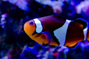 Fair Park Aquarium.PNG