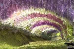 kawachi_fuji_gardens.png