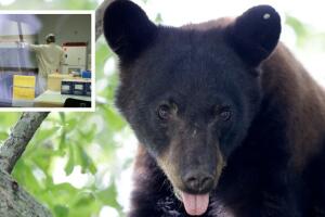 Un oso negro de 263 libras mató a un hombre de 89 años al este de Naples, en Florida: ADN lo confirma