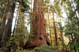 A los árboles se les dificulta ‘respirar’ por el calentamiento global: estudio