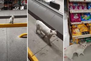 Gato pedía comida a visitantes de una tienda de conveniencia mexicana