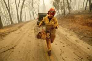 Animales California