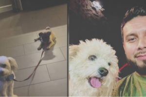 Joven recupera a mascota extraviada que fue adoptada por otra familia