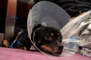 Lula, un perro de seis años, se sienta mientras la gente se refugia.