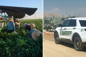Campesino es asaltado en una zona agrícola del Valle Central de California.